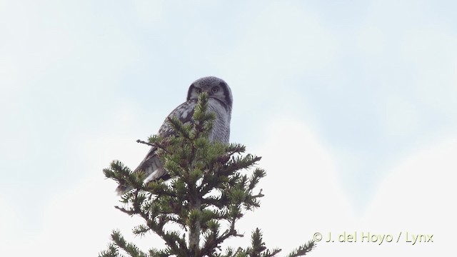 Northern Hawk Owl (Eurasian) - ML201529791