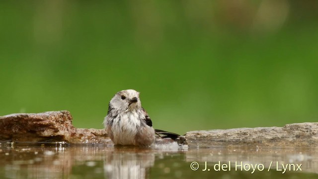  - Long-tailed Tit (europaeus Group)