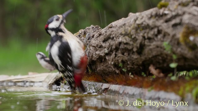 Great Spotted Woodpecker (Great Spotted) - ML201529951