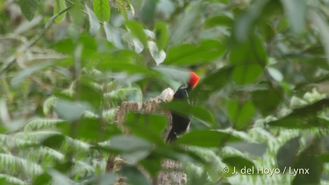Powerful Woodpecker - ML201530111