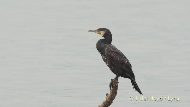 Great Cormorant (Eurasian) - ML201530151