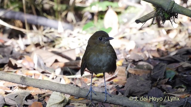 Brown-banded Antpitta - ML201530211