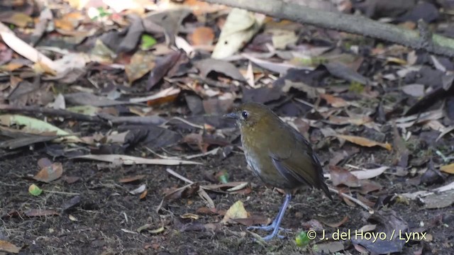 Brown-banded Antpitta - ML201530221