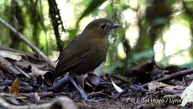 Brown-banded Antpitta - ML201530231
