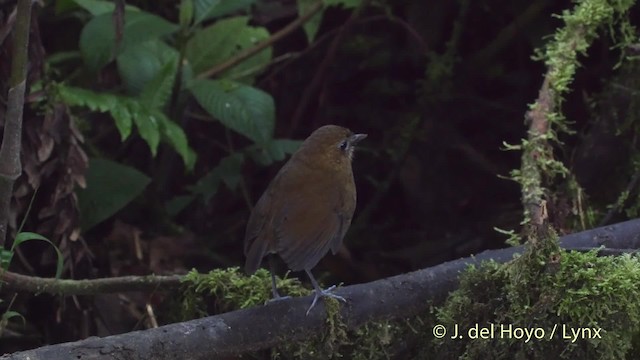 Brown-banded Antpitta - ML201530241