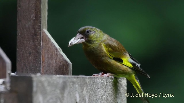  - Oriental Greenfinch