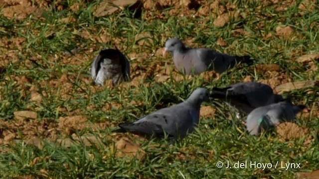 Pigeon colombin - ML201530501