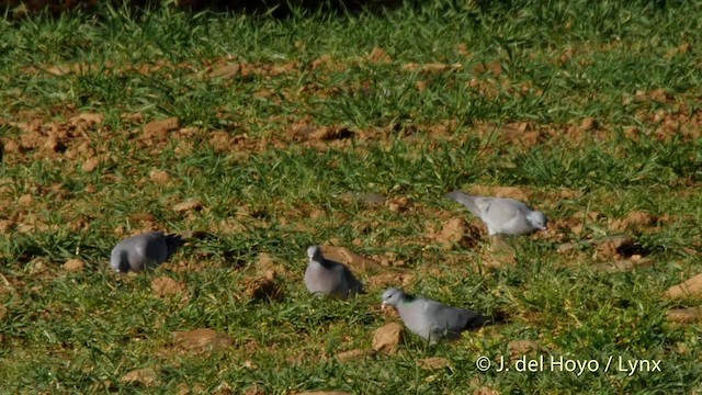 Pigeon colombin - ML201530511