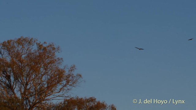 Red Kite (Red) - ML201530601