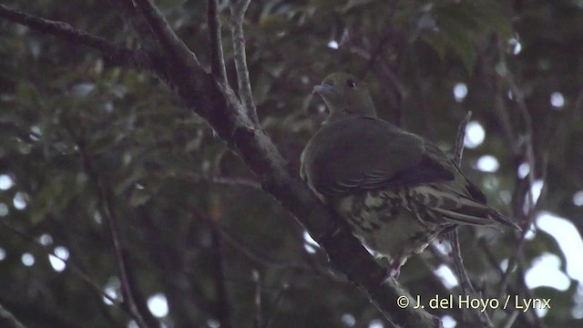 Whistling Green-Pigeon (Ryukyu) - ML201530761