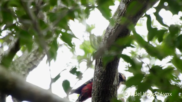 White-backed Woodpecker (Amami) - ML201530791