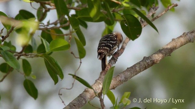 Japanese Pygmy Woodpecker - ML201530881