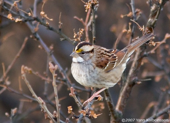 White-throated Sparrow - Yann Kolbeinsson