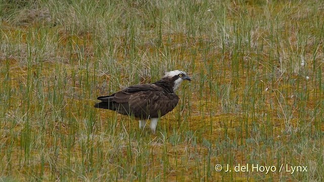Águila Pescadora (haliaetus) - ML201531021