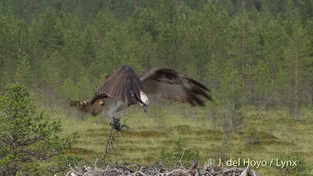 Águila Pescadora (haliaetus) - ML201531071