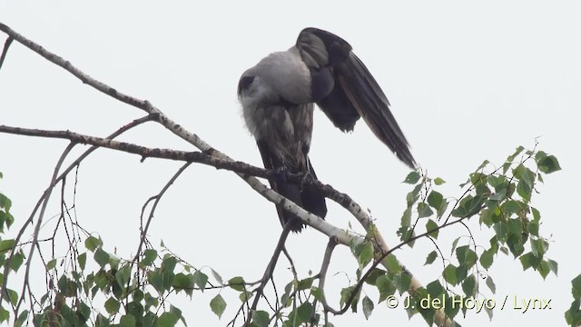 Hooded Crow (Hooded) - ML201531361