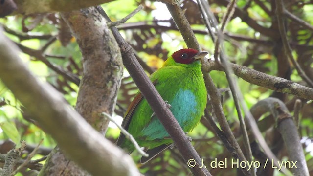 Rufous-winged Tanager - ML201531501