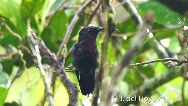  - Purple-throated Carib