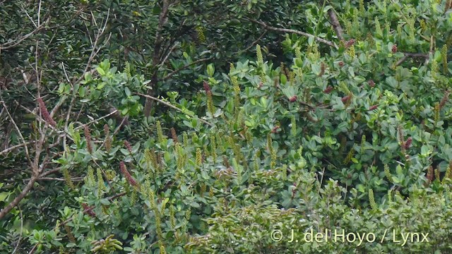 kolibřík nachovohrdlý - ML201531641