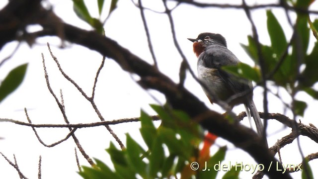 Rufous-throated Solitaire (Rufous-throated) - ML201531661