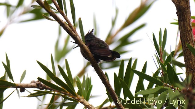 Antillean Crested Hummingbird (Lesser Antilles) - ML201531771