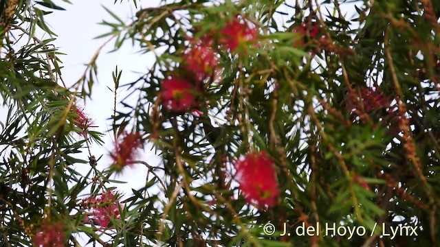 Antillean Crested Hummingbird (Lesser Antilles) - ML201531781