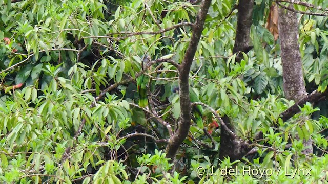 Red-necked Parrot - ML201531881