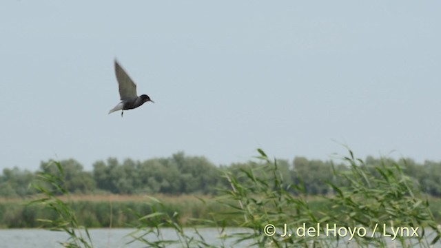 Black Tern (Eurasian) - ML201532021