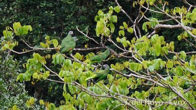 Red-necked Parrot - ML201532161