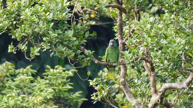 Red-necked Parrot - ML201532171