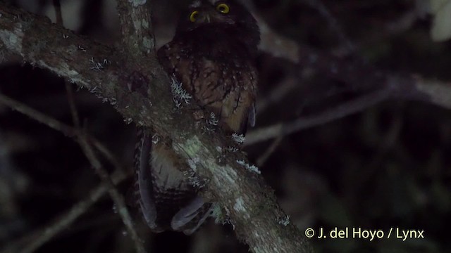 White-throated Screech-Owl - ML201532211