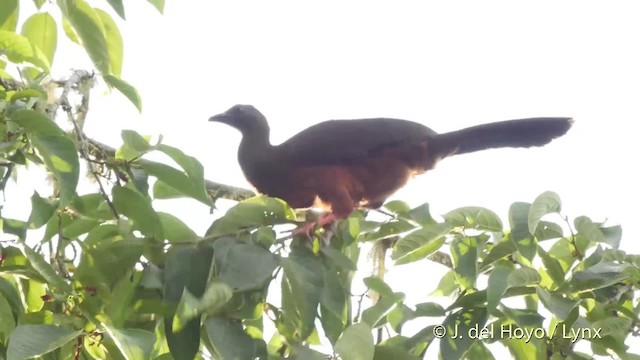Sickle-winged Guan - ML201532261