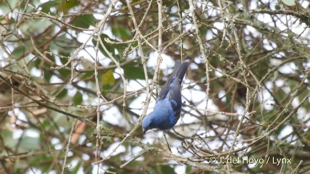Blue-and-black Tanager (Blue-and-black) - ML201532361