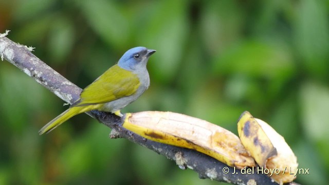 Blue-capped Tanager - ML201532381