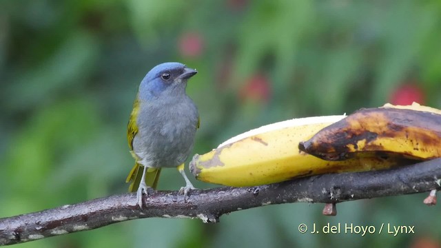 Blue-capped Tanager - ML201532391