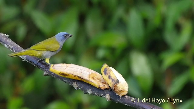 Blue-capped Tanager - ML201532401