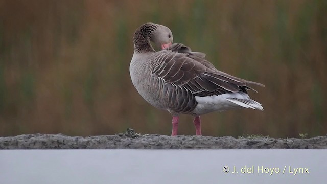 Graylag Goose (European) - ML201532611