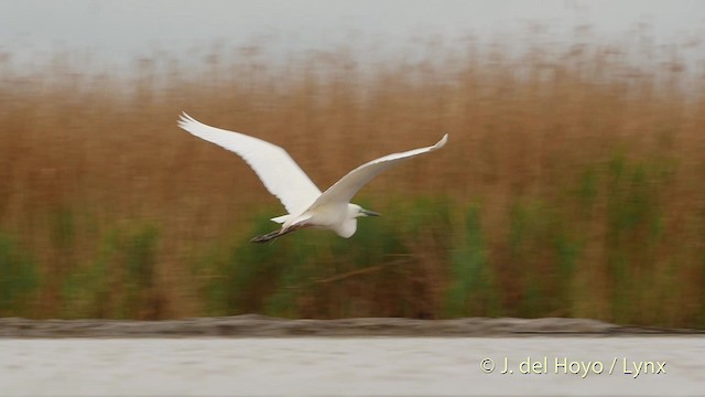 Great Egret (alba) - ML201532711