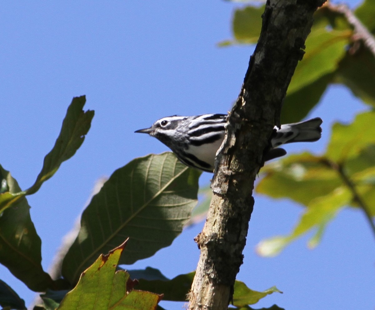Black-and-white Warbler - Liliana Chavarria Duriaux