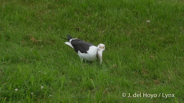 Lesser Black-backed Gull (fuscus) - ML201533431