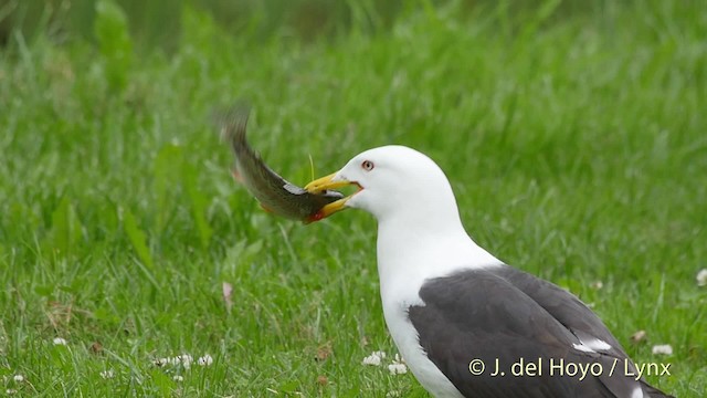 Lesser Black-backed Gull (fuscus) - ML201533441