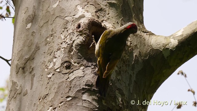 Iberian Green Woodpecker - ML201533481