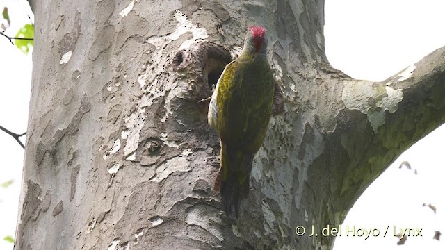 Iberian Green Woodpecker - ML201533491