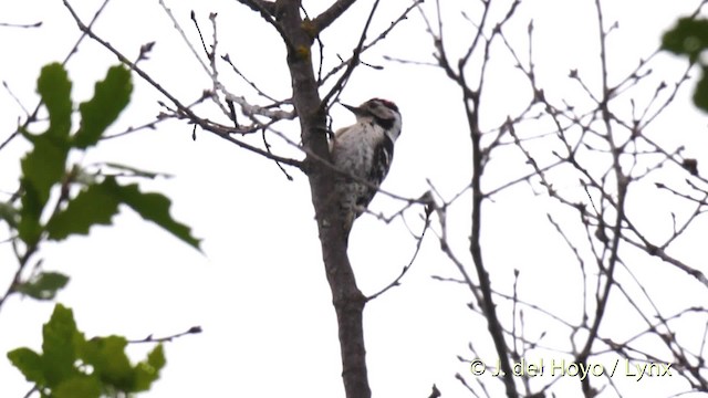 Lesser Spotted Woodpecker - ML201533501
