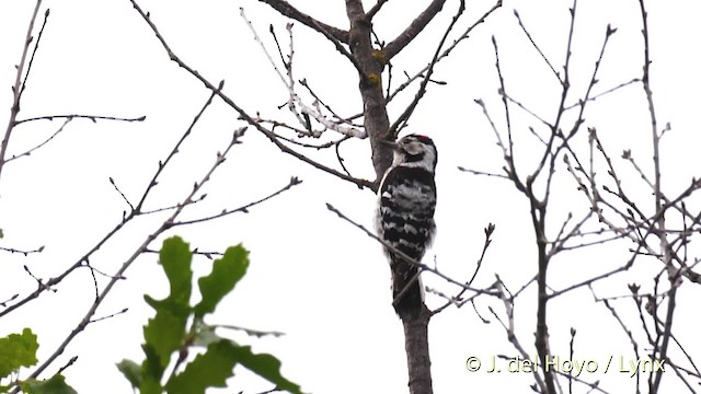 Lesser Spotted Woodpecker - ML201533511