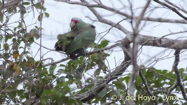 Red-lored Parrot (Red-lored) - ML201533571