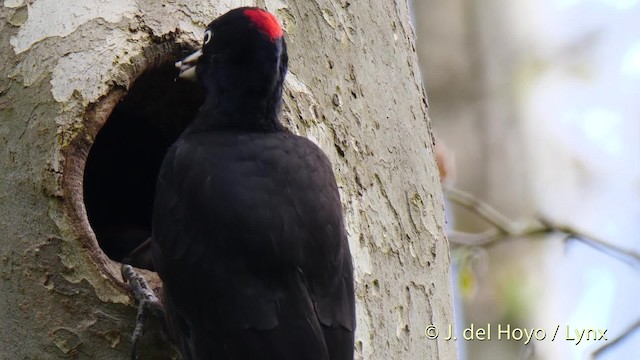 Black Woodpecker - ML201533691