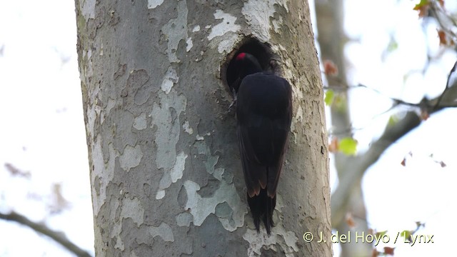 Black Woodpecker - ML201533701