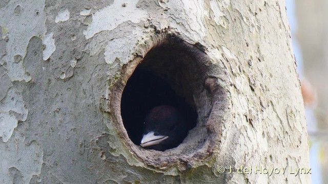 Black Woodpecker - ML201533711