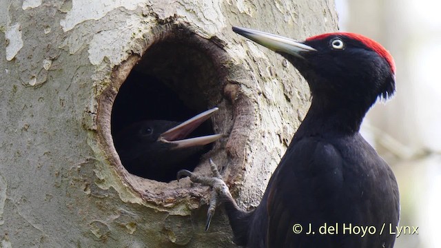 Black Woodpecker - ML201533721